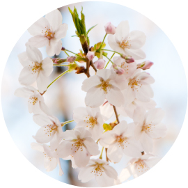 桜初開