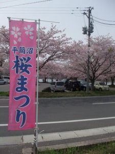 桜の季節