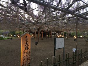 花見てきました