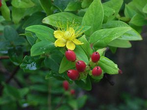 d070703hypericum