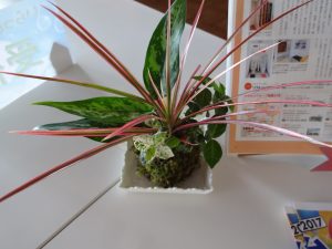 こけ玉＆多肉植物