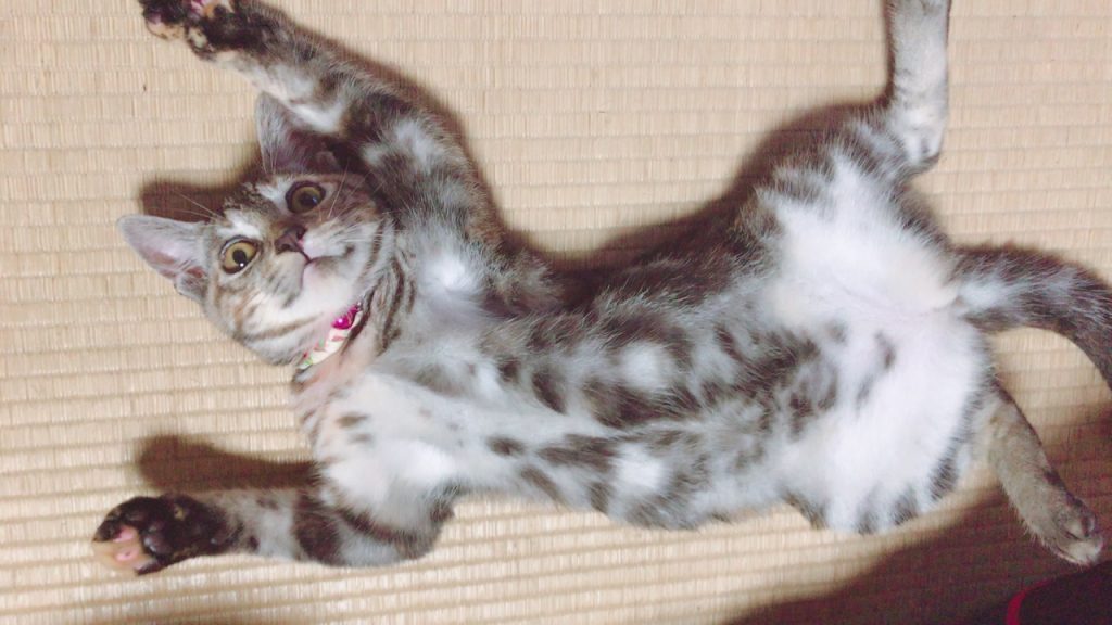 猫(=^・^=)
