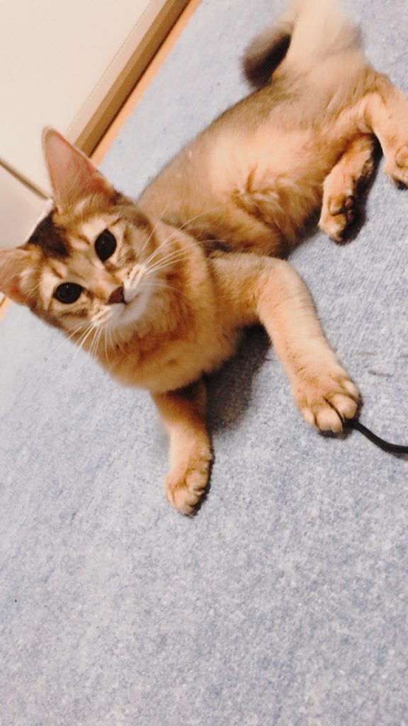 ニューフェイス(=^・^=)