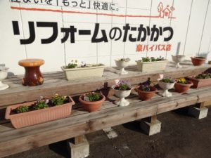 春の花植え