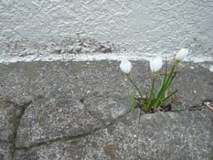 雑草魂！