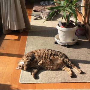 ひなた