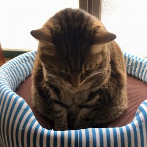 ぶーちゃん