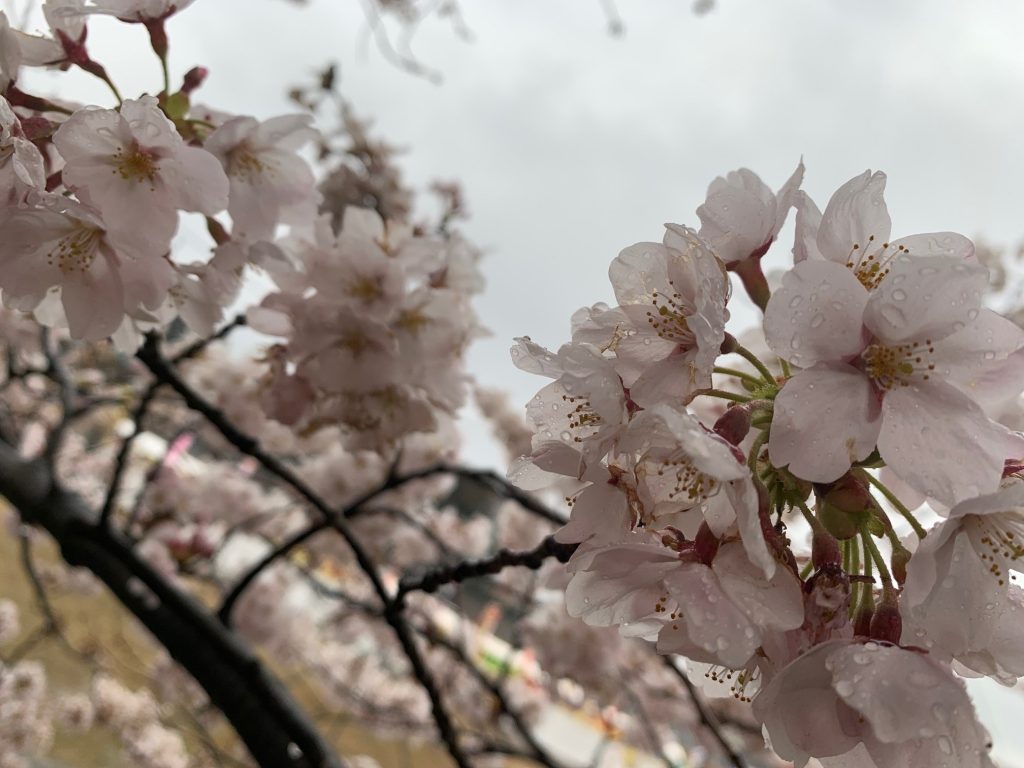 花より団子