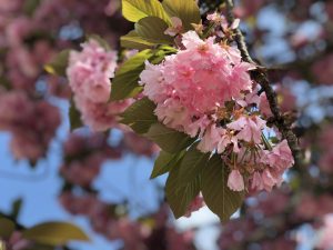 IMG_5424