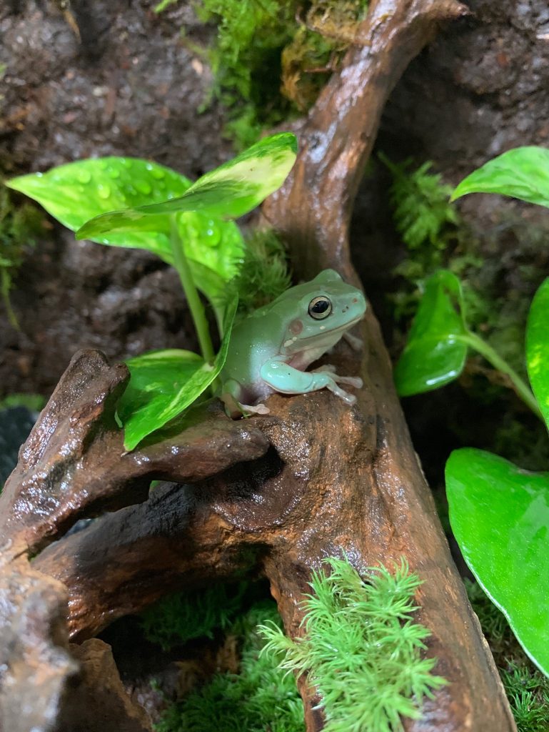 ずんだ