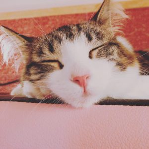 最近の癒し