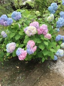 IMG_8738
