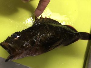 かさご
