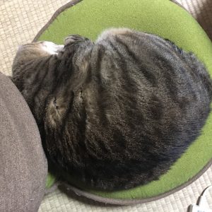 ぶー