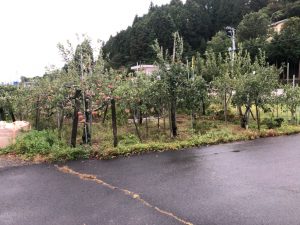 りんご