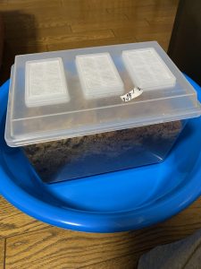 産卵セット