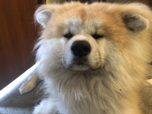 秋田犬