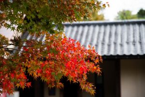 IMG_4867