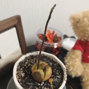 アボガド①