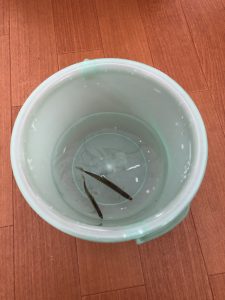 sakan