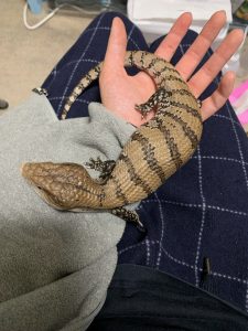 こたつ