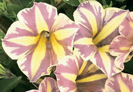 v2_LI054_4-08